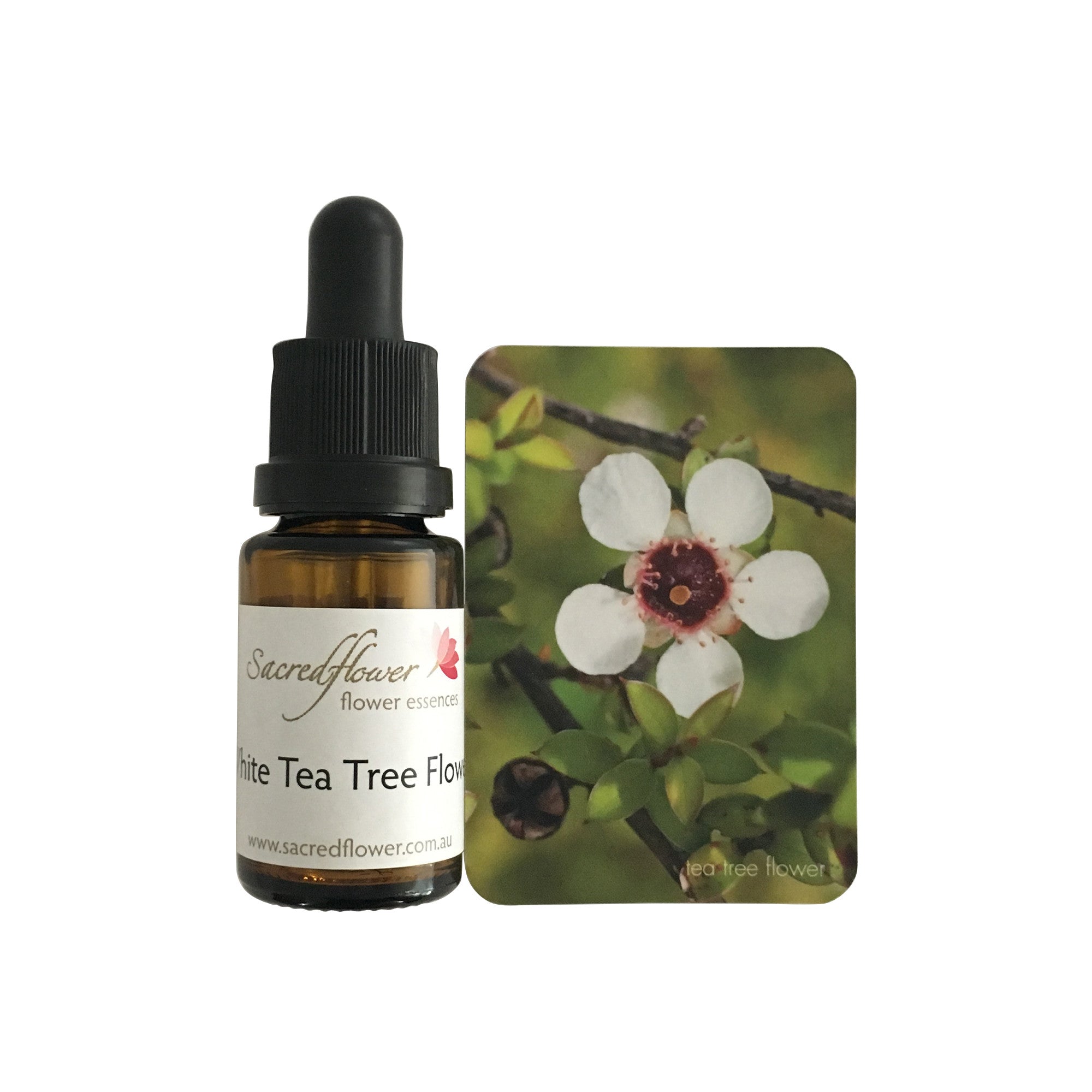 White tea tree flower essence