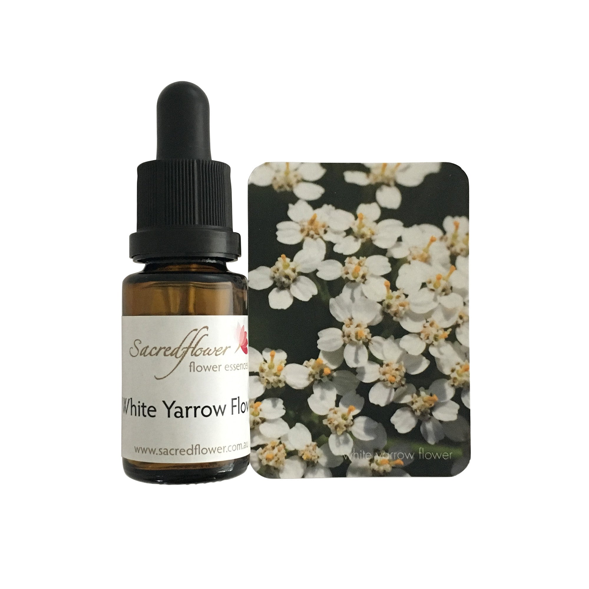 White yarrow flower essence