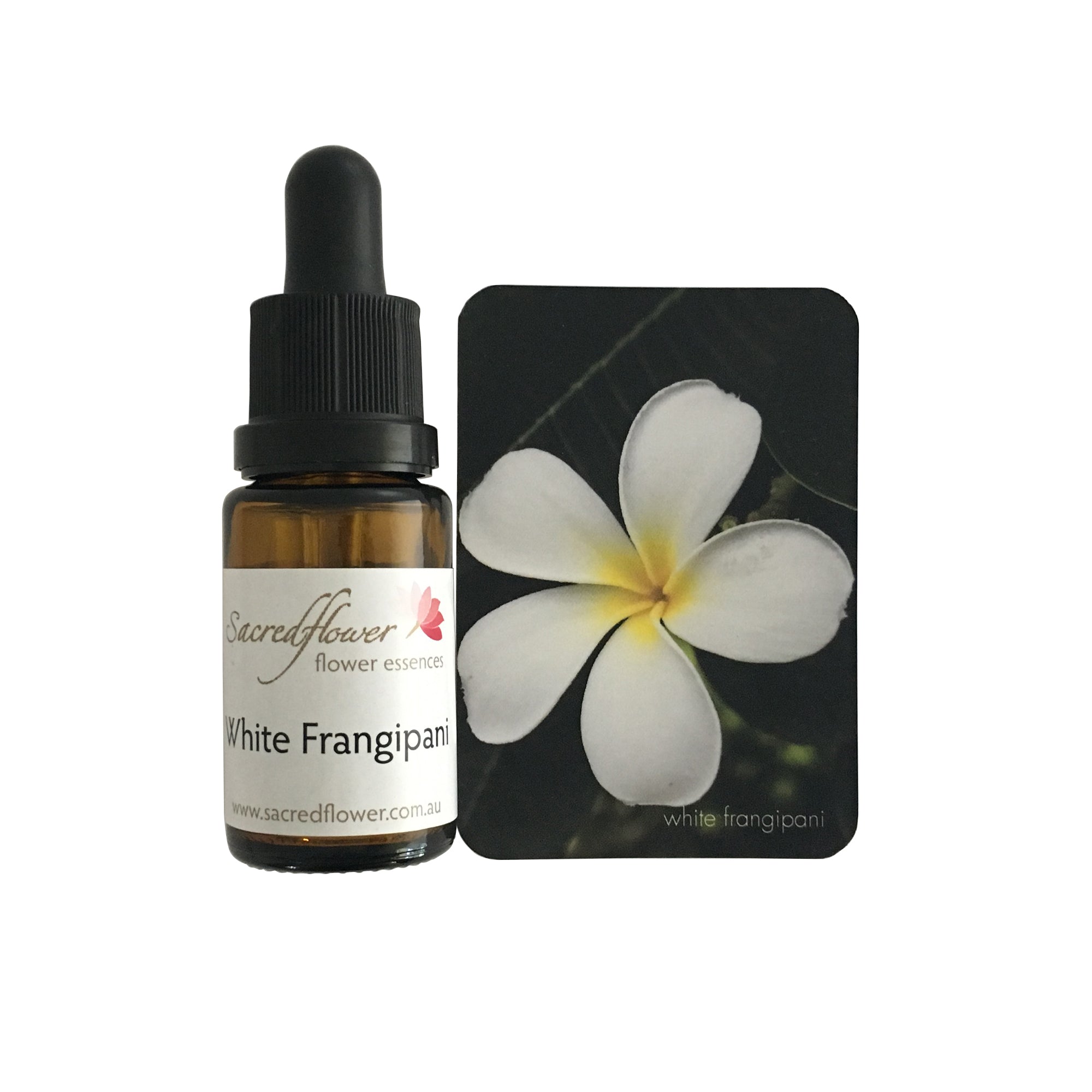 White frangipani flower essence