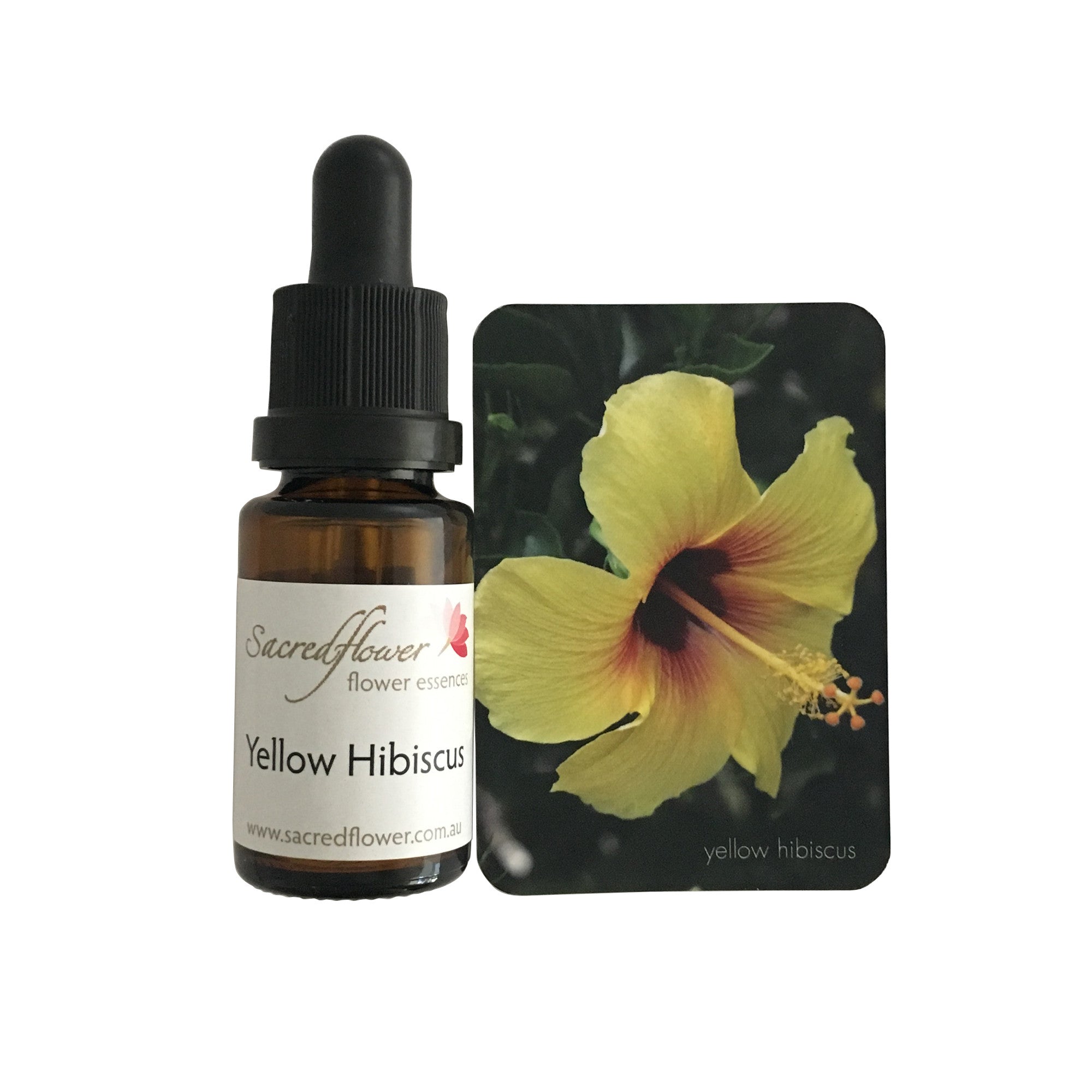 Yellow hibiscus flower essence